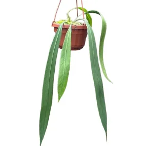 25 cm  Anthurium Vittarifolium House Plant 14 cm Pot